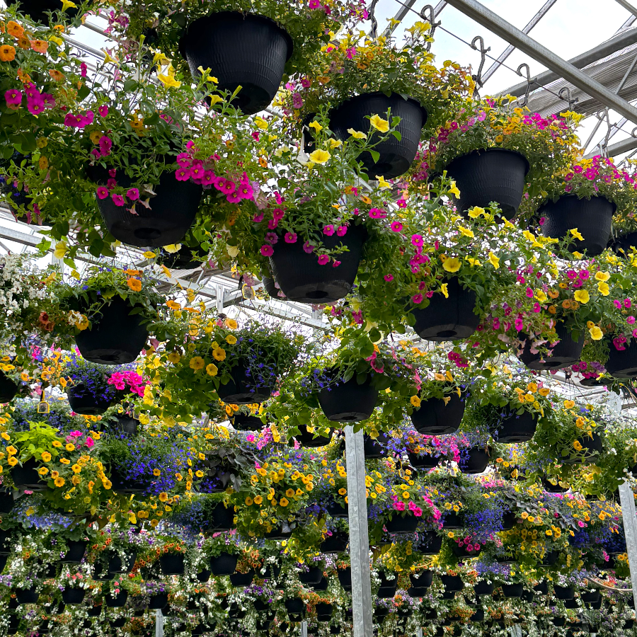 12" Premium Hanging Basket - SUN